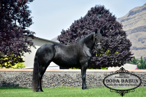 HorseID: 2304899 Ooda Dabun - PhotoID: 1088005