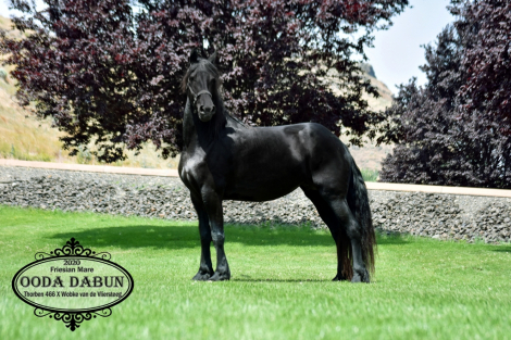 HorseID: 2304899 Ooda Dabun - PhotoID: 1088006