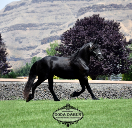 HorseID: 2304899 Ooda Dabun - PhotoID: 1088007