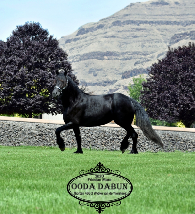 HorseID: 2304899 Ooda Dabun - PhotoID: 1088008