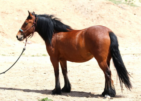 HorseID: 2304901 As You Wish Merida - PhotoID: 1088074