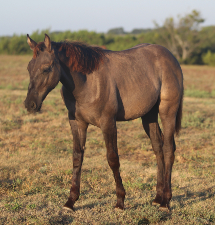 HorseID: 2304908 WHISTLEBLOWERR - PhotoID: 1088015