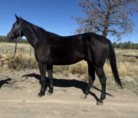 HorseID: 2304909 Dante’s Fireburg - PhotoID: 1088014