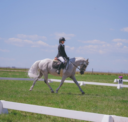 HorseID: 2304910 FW Blue Moon - PhotoID: 1088019