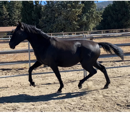 HorseID: 2304915 Leela - PhotoID: 1088021