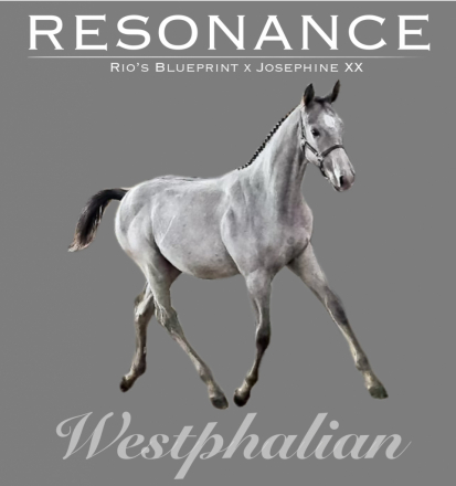 HorseID: 2304917 Resonance - PhotoID: 1088022