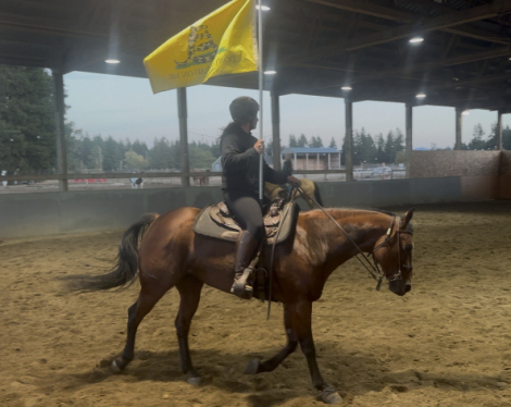 HorseID: 2304921 Zorros Graceful Diva - PhotoID: 1088023