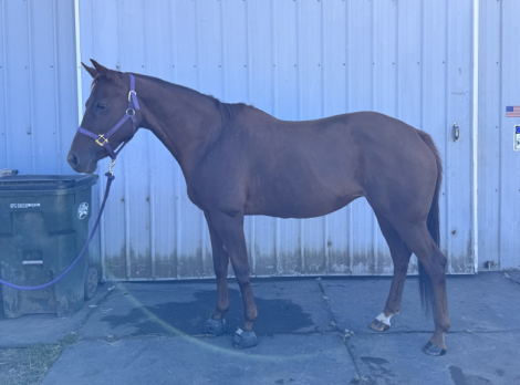 HorseID: 2304922 Tiz A Biscuit - PhotoID: 1088024