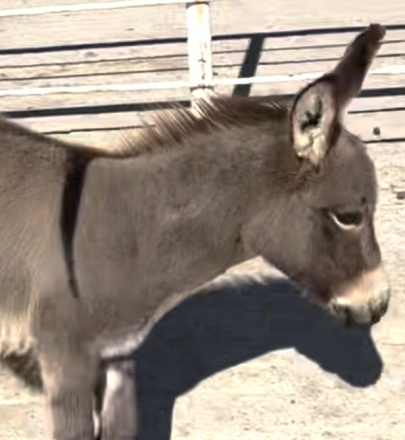 HorseID: 2304925 Donkeys - PhotoID: 1088030