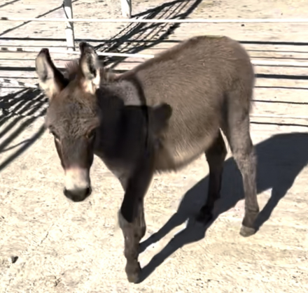 HorseID: 2304925 Donkeys - PhotoID: 1088031