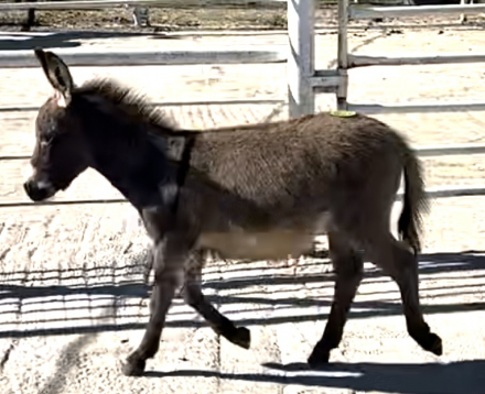 HorseID: 2304925 Donkeys - PhotoID: 1088032