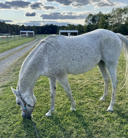 HorseID: 2304926 Naomii - PhotoID: 1088016