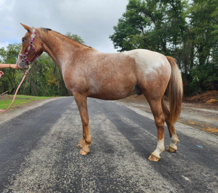 HorseID: 2304927 Hydaway TB Copper Chief - PhotoID: 1088034