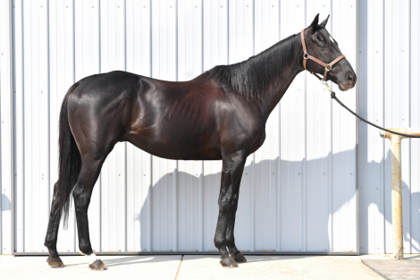 HorseID: 2304931 Southwestern Hope - PhotoID: 1088035