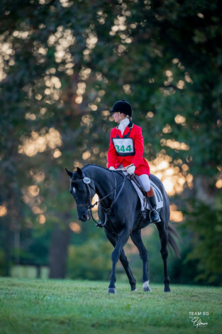 HorseID: 2304931 Southwestern Hope - PhotoID: 1088038