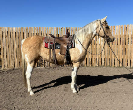 HorseID: 2304932 Memphis - PhotoID: 1088039