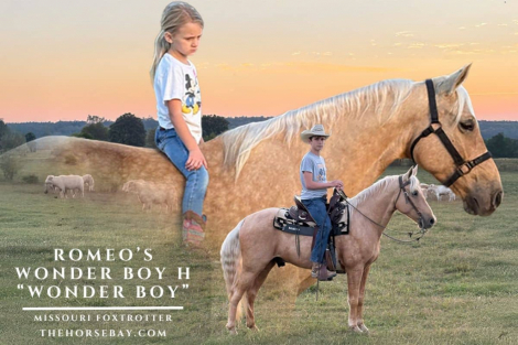 HorseID: 2304938 Romeo’s Wonder Boy H - PhotoID: 1088048