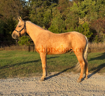HorseID: 2304938 Romeo’s Wonder Boy H - PhotoID: 1088049