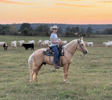 HorseID: 2304938 Romeo’s Wonder Boy H - PhotoID: 1088050