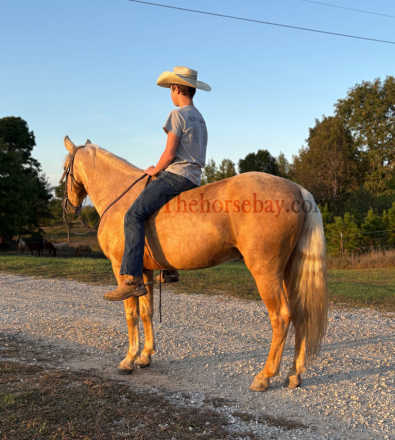 HorseID: 2304938 Romeo’s Wonder Boy H - PhotoID: 1088051