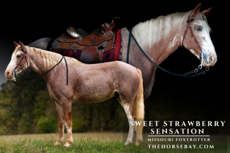 HorseID: 2304941 Sweet Strawberry Sensation - PhotoID: 1088052