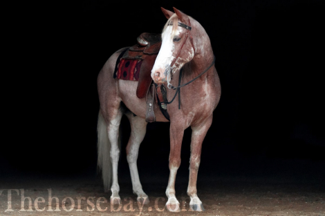 HorseID: 2304941 Sweet Strawberry Sensation - PhotoID: 1088053