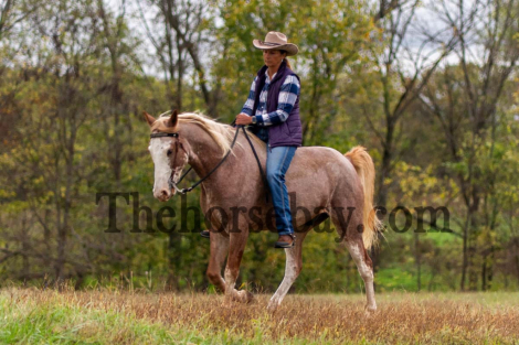 HorseID: 2304941 Sweet Strawberry Sensation - PhotoID: 1088054