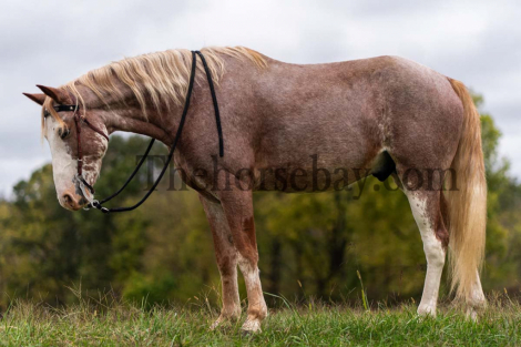 HorseID: 2304941 Sweet Strawberry Sensation - PhotoID: 1088055