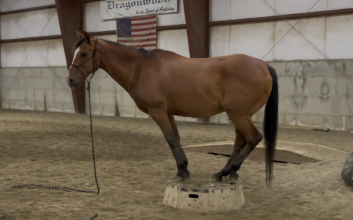 HorseID: 2304944 Bourbon - PhotoID: 1088057
