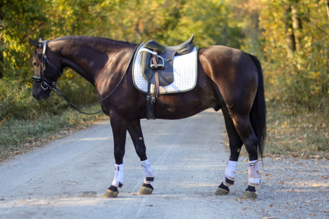 HorseID: 2304946 Stormy Sierra - PhotoID: 1088062