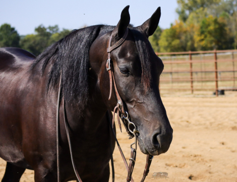 HorseID: 2304946 Stormy Sierra - PhotoID: 1088063