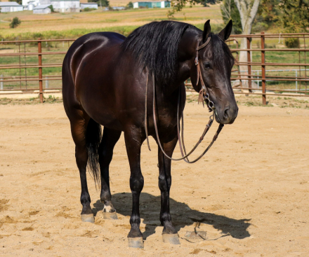 HorseID: 2304946 Stormy Sierra - PhotoID: 1088064