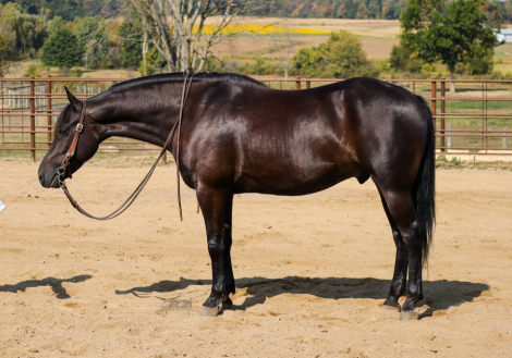 HorseID: 2304946 Stormy Sierra - PhotoID: 1088065