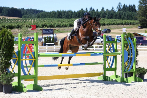 HorseID: 2304948 Dumbledore Friend - PhotoID: 1088066