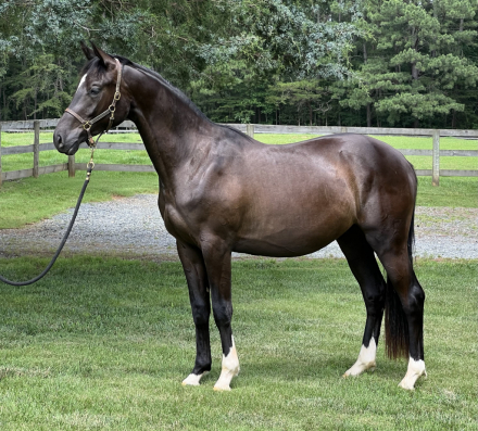 HorseID: 2304952 Galileo Sol - PhotoID: 1088075