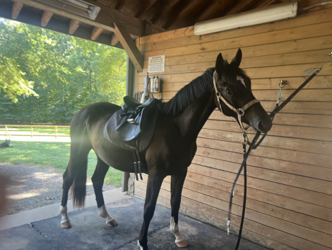 HorseID: 2304952 Galileo Sol - PhotoID: 1088076