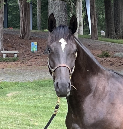 HorseID: 2304952 Galileo Sol - PhotoID: 1088077