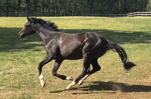 HorseID: 2304952 Galileo Sol - PhotoID: 1088078