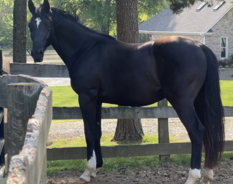 HorseID: 2304952 Galileo Sol - PhotoID: 1088079