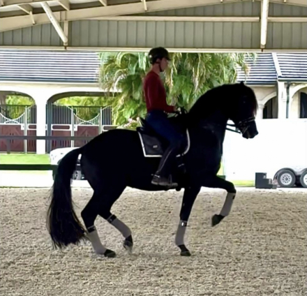 HorseID: 2304952 Galileo Sol - PhotoID: 1088080