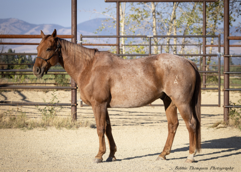 HorseID: 2304955 WEAVERS STAR - PhotoID: 1088084