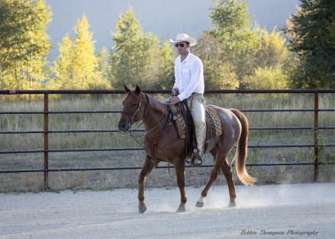 HorseID: 2304955 WEAVERS STAR - PhotoID: 1088085