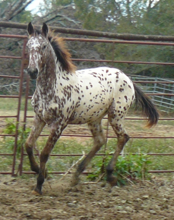 HorseID: 2304956 Jazzy - PhotoID: 1088086