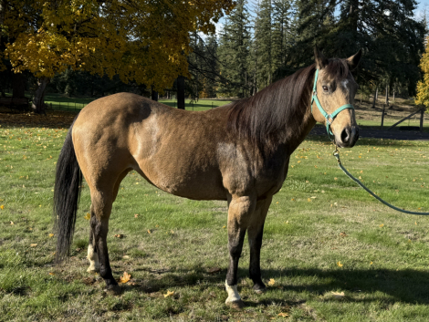 HorseID: 2304958 Sun Tans Lexus - PhotoID: 1088087