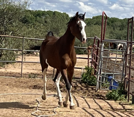 HorseID: 2304959 AMF Darqq Sky - PhotoID: 1088088