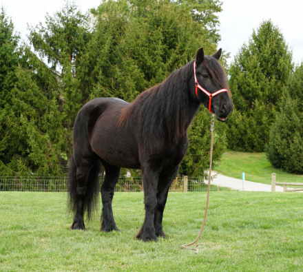 HorseID: 2304962 Laurelhighland Bentley - PhotoID: 1088089