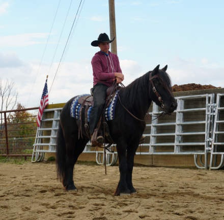 HorseID: 2304962 Laurelhighland Bentley - PhotoID: 1088090