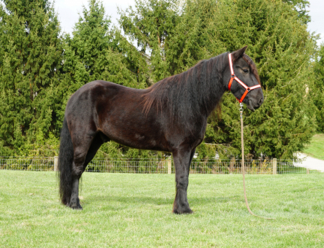 HorseID: 2304962 Laurelhighland Bentley - PhotoID: 1088091