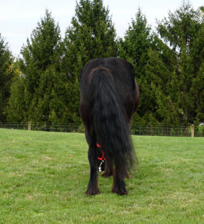 HorseID: 2304962 Laurelhighland Bentley - PhotoID: 1088092