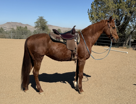 HorseID: 2304966 Almost Legal - PhotoID: 1088093